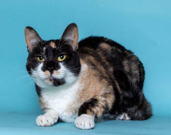 Rescue Domestic Short Hair Cats for Adoption in Herndon, Virginia - Mochi | PetCurious