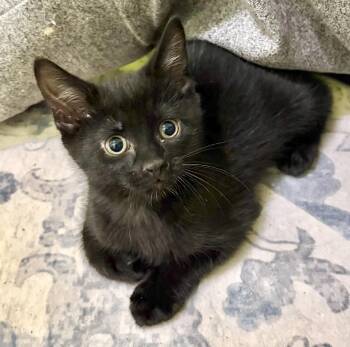 Mambo -  Domestic Short Hair Cat for Adoption in Vaughan, Ontario - Mambo | PetCurious