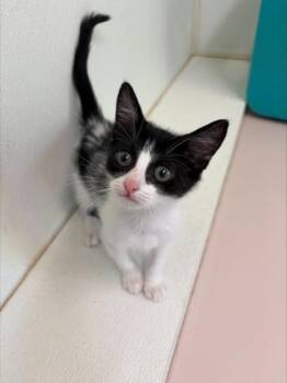 Senorita -  Domestic Short Hair Cat for Adoption in Honolulu, Hawaii - Senorita | PetCurious