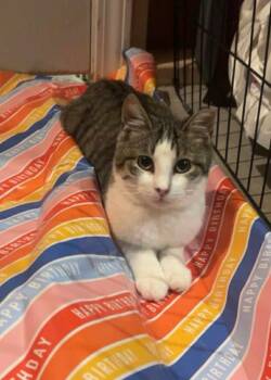 Domestic Medium Hair Cats Available for Adoption in Ballwin, Missouri - Marty | PetCurious