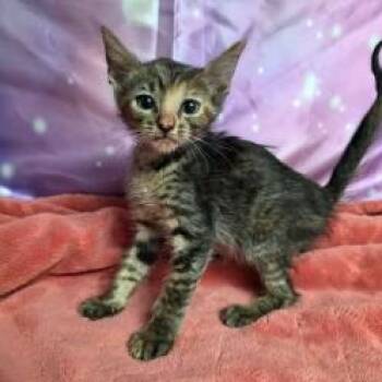 Timecard -  Domestic Short Hair Cat for Adoption in Fort Collins, Colorado - Timecard | PetCurious