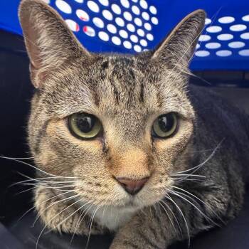 Luma -  Domestic Short Hair Cat for Adoption in Clearwater, Florida - Luma | PetCurious