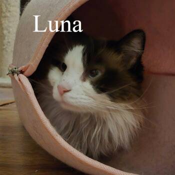 Luna -  Ragdoll and Domestic Long Hair Cat for Adoption in San Tan Valley, Arizona - Luna | PetCurious