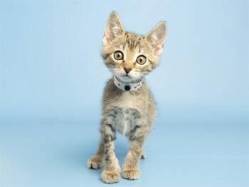 Domestic Short Hair Cats Available for Adoption in Phoenix, Arizona - SIMON | PetCurious