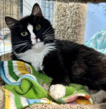 Rescue Domestic Medium Hair Cats for Adoption in Anchorage, Alaska - Moonbeam And Nissa | PetCurious
