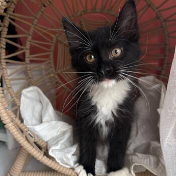 Dawson -  Domestic Long Hair Cat for Adoption in Lexington, Kentucky - Dawson | PetCurious