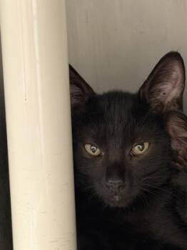 Knight -  Domestic Short Hair Cat for Adoption in Wichita, Kansas - Knight | PetCurious