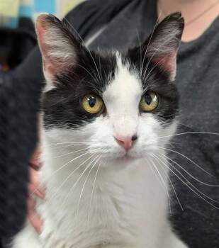 Domestic Short Hair Cats Available for Adoption in Canfield, Ohio - PRUE | PetCurious