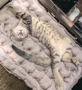 Mr Meow -  Domestic Short Hair and Tabby Cat for Adoption in Gilbert, Arizona - Mr Meow | PetCurious