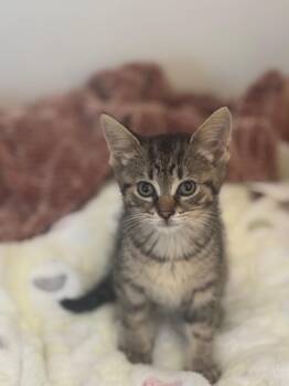 Rescue Domestic Short Hair Cats for Adoption in Ottawa Hills, Ohio - Johnny | PetCurious