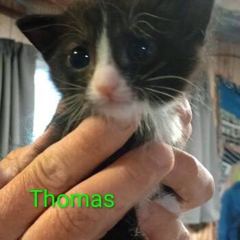 Thomas -  Domestic Short Hair Cat for Adoption in Grand Rapids, Minnesota - Thomas | PetCurious