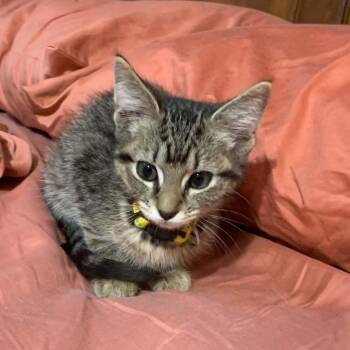Delphina -  Tabby and Domestic Short Hair Cat for Adoption in Greensburg, Pennsylvania - Delphina | PetCurious