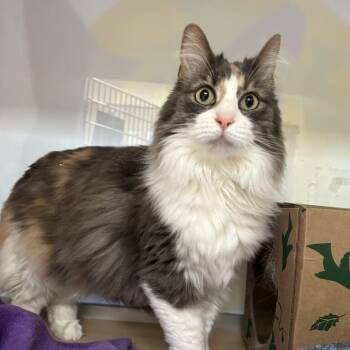 Rescue Domestic Long Hair Cats for Adoption in Pittsburgh, Pennsylvania - Svetlana | PetCurious