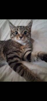 Tuna -  Domestic Short Hair Cat for Adoption in Grand Rapids, Michigan - Tuna | PetCurious