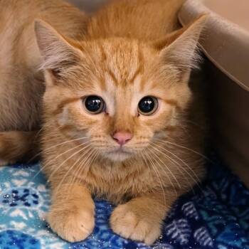 Domestic Short Hair Cats Available for Adoption in New Cumberland, West Virginia - Graham | PetCurious