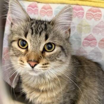 Emmy -  Domestic Short Hair Cat Available for Adoption in Lansing, Michigan - Emmy | PetCurious