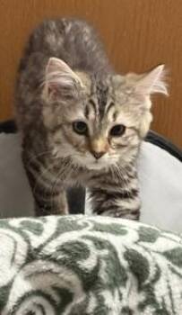 Oatmeal -  Domestic Long Hair Cat for Adoption in Lemoyne, Pennsylvania - Oatmeal | PetCurious