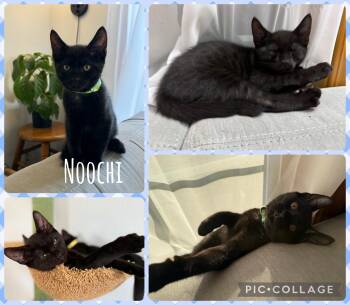 Rescue Domestic Short Hair Cats for Adoption in Newberg, Oregon - Nooch | PetCurious