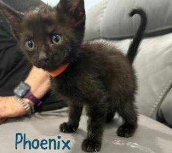 Phoenix -  Domestic Short Hair Cat for Adoption in Ruskin, Florida - Phoenix | PetCurious