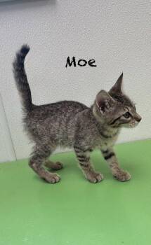 Moe -  Domestic Short Hair Cat Available for Adoption in Port Lavaca, Texas - Moe | PetCurious