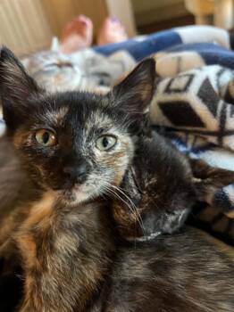 Padma -  Domestic Short Hair Cat for Adoption in Mansfield, Texas - Padma | PetCurious