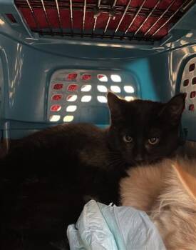 Domestic Short Hair Cats Available for Adoption - Jalapeno | PetCurious