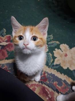 Mr Ginger snap -  Tabby Cat for Adoption in Newark Valley, New York - Mr Ginger Snap | PetCurious