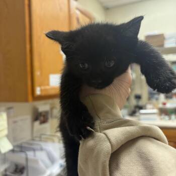 Domestic Short Hair Cats Available for Adoption in Pekin, Illinois - Quotation Mark | PetCurious