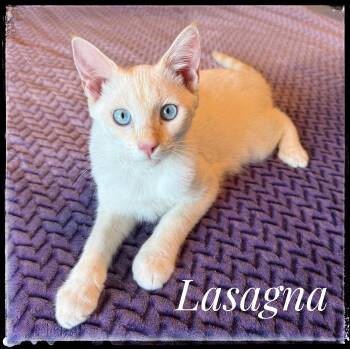Lasagna -  Siamese Cat for Adoption in El Cajon, California - Lasagna | PetCurious