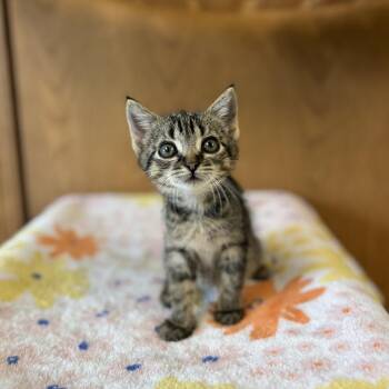 Sourdough--In Foster -  Domestic Short Hair Cat for Adoption in Fargo, North Dakota - Sourdough--In Foster | PetCurious