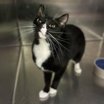 Kiwi -  Domestic Short Hair Cat for Adoption in Norwalk, Connecticut - Kiwi | PetCurious