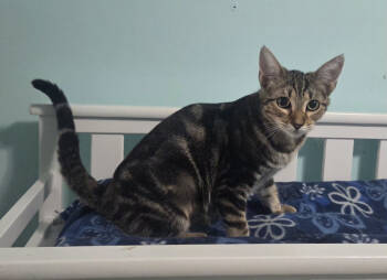 Rescue Tabby Cats for Adoption in Long Beach, Mississippi - Indy | PetCurious