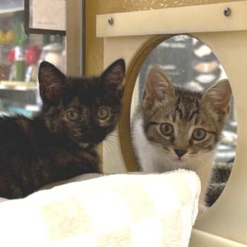 Domestic Short Hair Cats Available for Adoption in Los Angeles, California - Nina | PetCurious