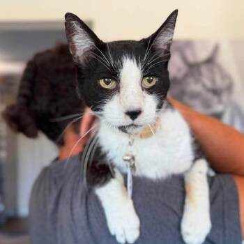 Jack Sparrow -  Domestic Short Hair Cat for Adoption in Ramona, California - Jack Sparrow | PetCurious