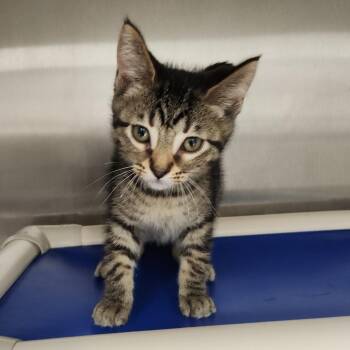 Harvester -  Domestic Short Hair Cat for Adoption in Fort Wayne, Indiana - Harvester | PetCurious