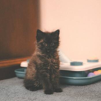 Avalon -  Domestic Long Hair Cat for Adoption - Avalon | PetCurious