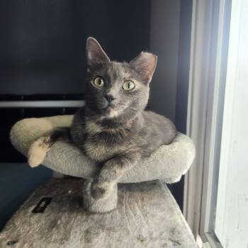 Bitsy -  Domestic Short Hair Cat for Adoption in Lakewood, California - Bitsy | PetCurious