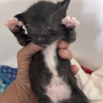 Obsidian -  Domestic Short Hair Cat Available for Adoption in Valdosta, Georgia - Obsidian | PetCurious