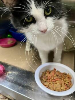 Natasha -  Domestic Short Hair Cat for Adoption in Trenton, New Jersey - Natasha | PetCurious