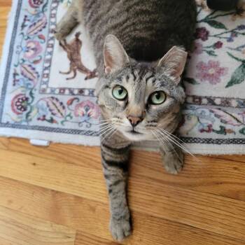 Whiskers -  American Shorthair Cat for Adoption in Lynchburg, Virginia - Whiskers | PetCurious