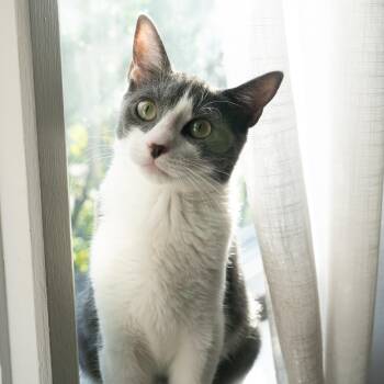 Rescue Domestic Short Hair Cats for Adoption in Warwick, Rhode Island - Stuffie | PetCurious