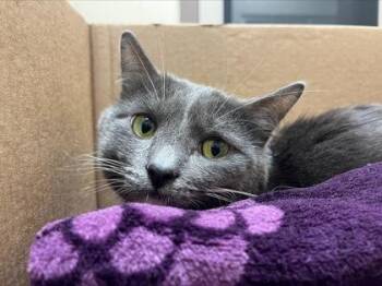 Domestic Short Hair Cats Available for Adoption in Westland, Michigan - Tom | PetCurious