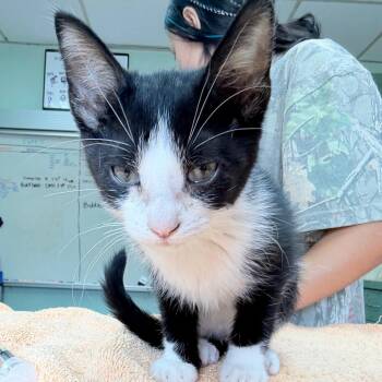 Archer -  Domestic Short Hair Cat for Adoption in West Point, Mississippi - Archer | PetCurious