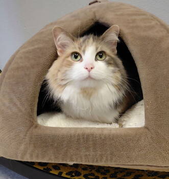 Rescue Domestic Long Hair and Calico Cats for Adoption in Montello, Wisconsin - Aria | PetCurious