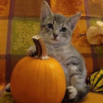 Somoa -  Domestic Medium Hair Cat for Adoption in Chattanooga, Tennessee - Somoa | PetCurious