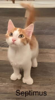 Rescue Tabby Cats for Adoption in Franklin, Tennessee - KITTEN SEPTIMUS | PetCurious