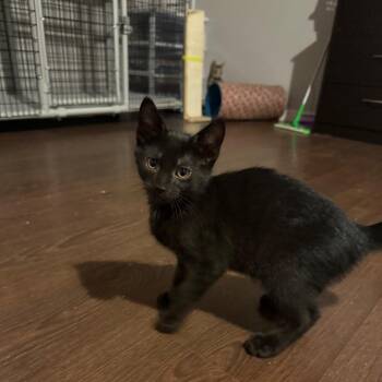 Rhiannon -  Domestic Short Hair Cat for Adoption in Hedgesville, West Virginia - Rhiannon | PetCurious