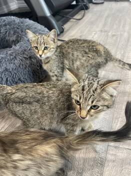 Domestic Medium Hair Cats Available for Adoption in Holbrook, New York - RODNEY AKA JAX | PetCurious