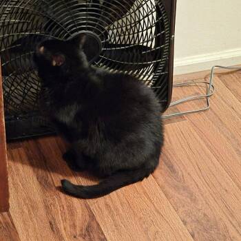 Domestic Short Hair Cats Available for Adoption in Woodstock, Virginia - Milton Rayburn | PetCurious