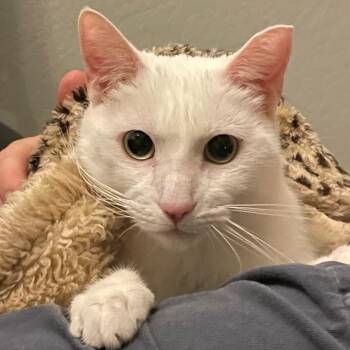 White -  Domestic Short Hair and Siamese Cat for Adoption in Oakland, California - White | PetCurious